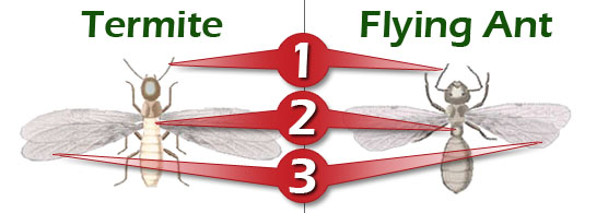 Termite vs Flying Ant